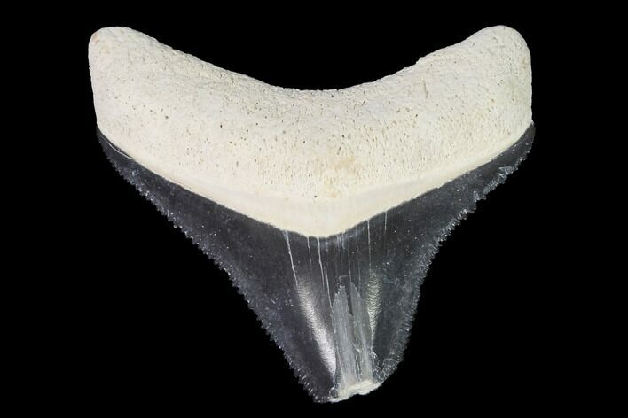 Serrated, Bone Valley Megalodon Tooth - Florida #99821